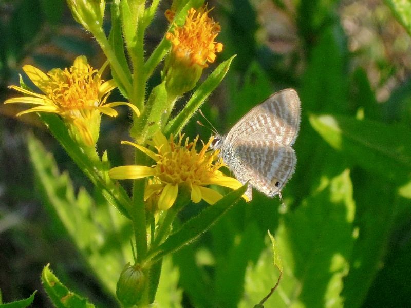 lepidotteri vicino roma